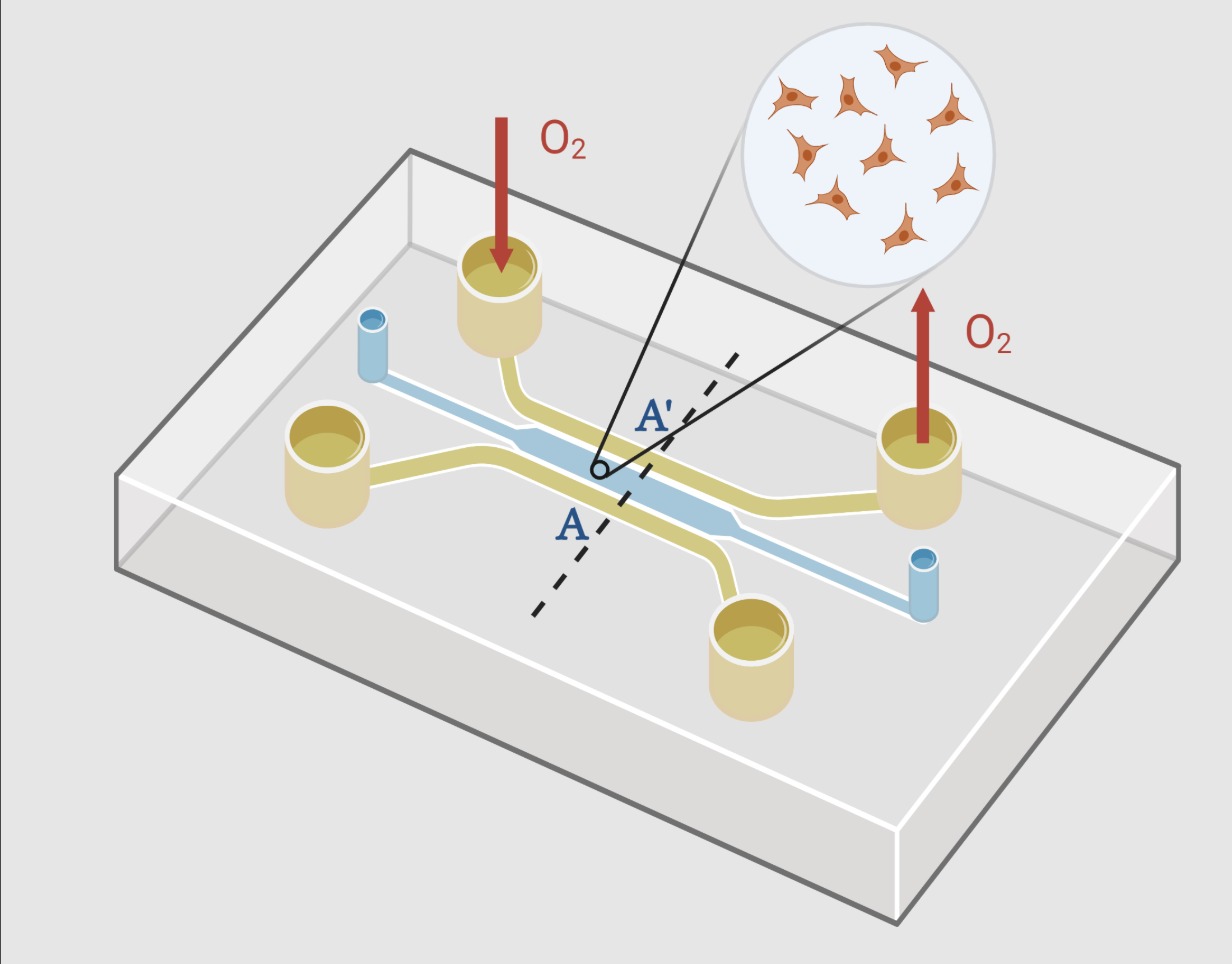 Figure from the Schenk, Ayensa Jiménez & Romero (2025) cell migration paper